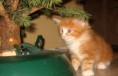 /album/kitten-kotata-17-11-2010/a2010-12-27-09-19-18-jpg/